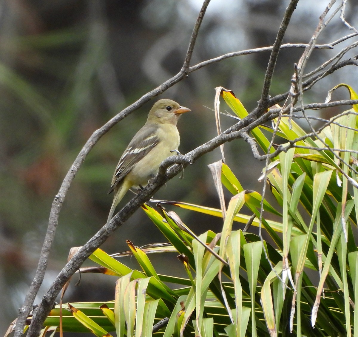 Western Tanager - ML623991345