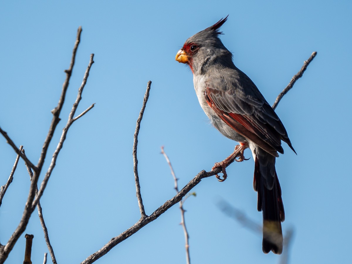 Pyrrhuloxia - Chris Holmes