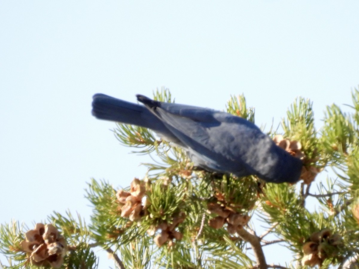 Pinyon Jay - ML623991350