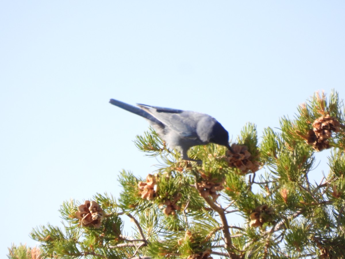 Pinyon Jay - ML623991351