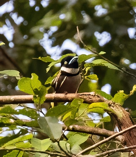 Black-and-yellow Broadbill - ML623991364