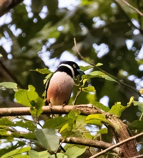 Black-and-yellow Broadbill - ML623991365