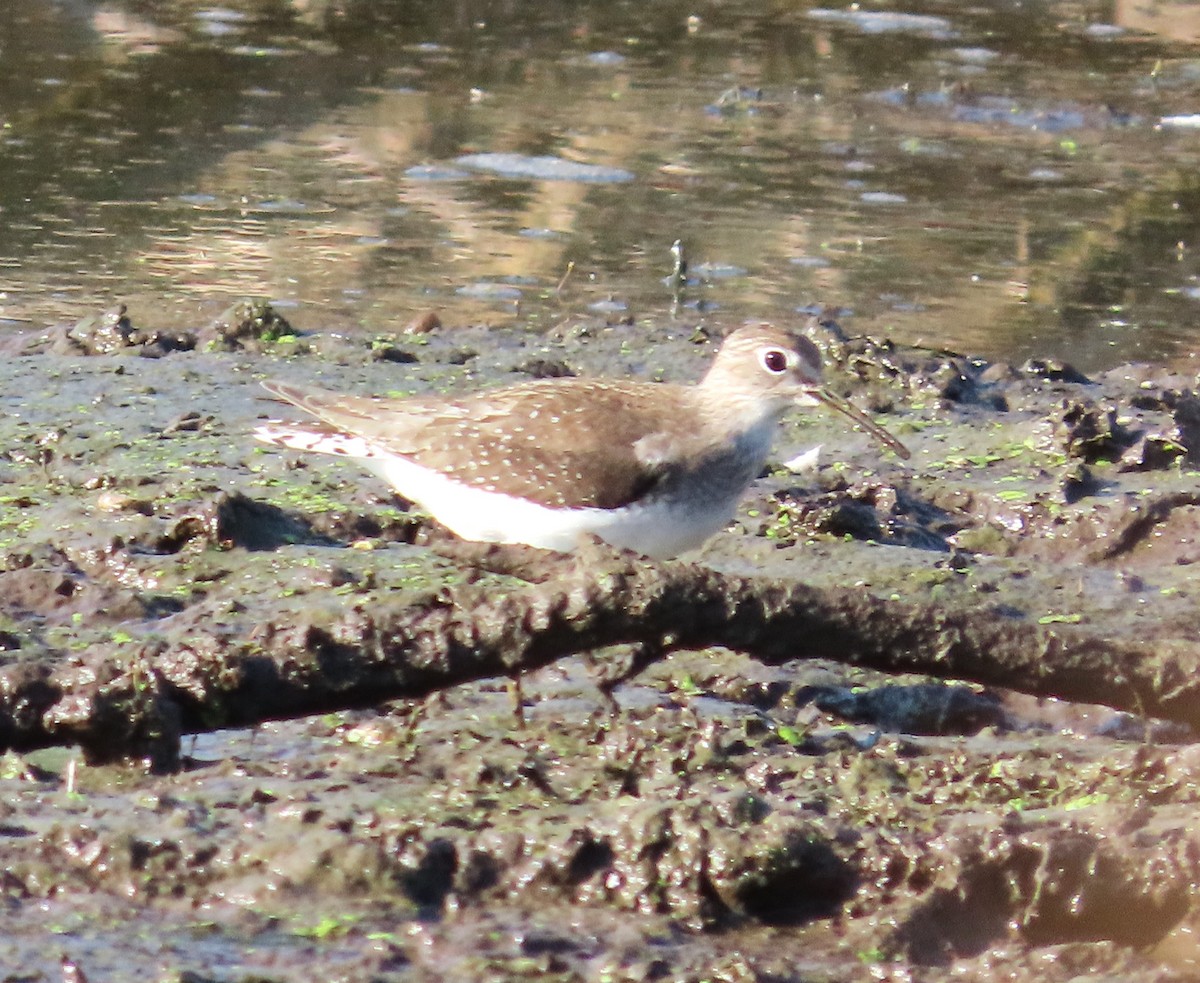 Solitary Sandpiper - Susan Cooper