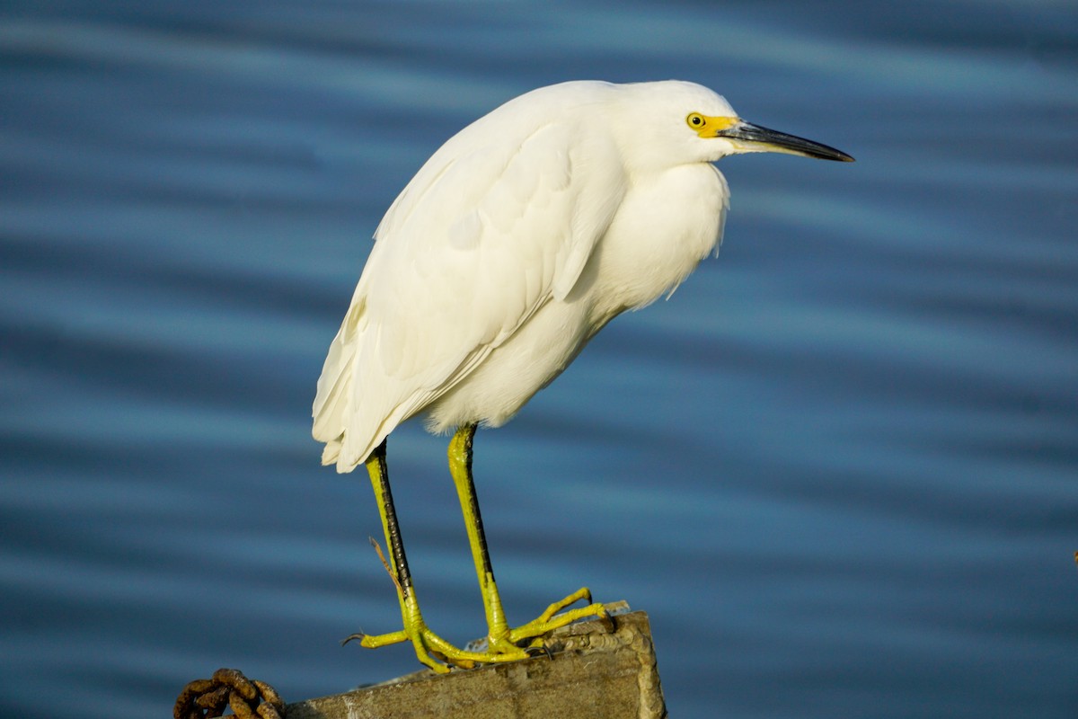 Aigrette neigeuse - ML623991390