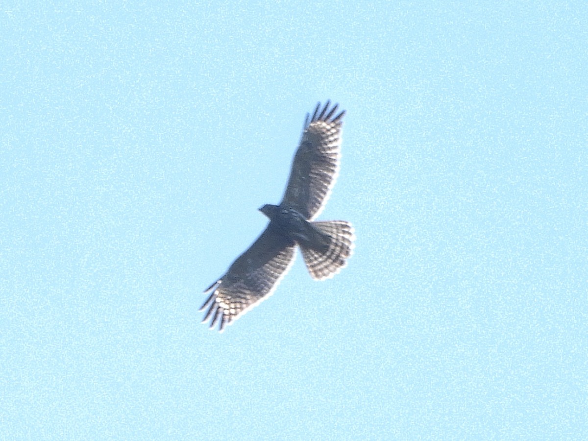 Red-shouldered Hawk - ML623991416