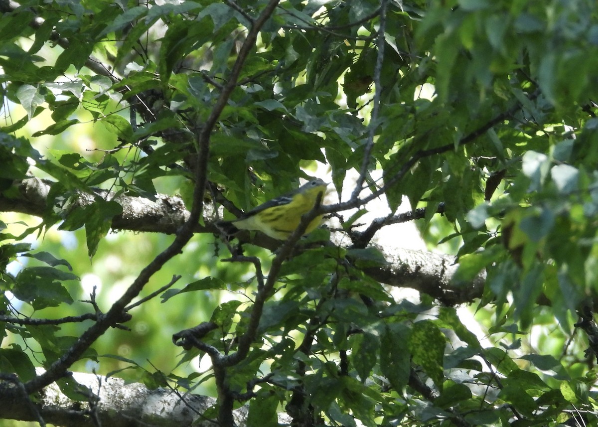Magnolia Warbler - ML623991423
