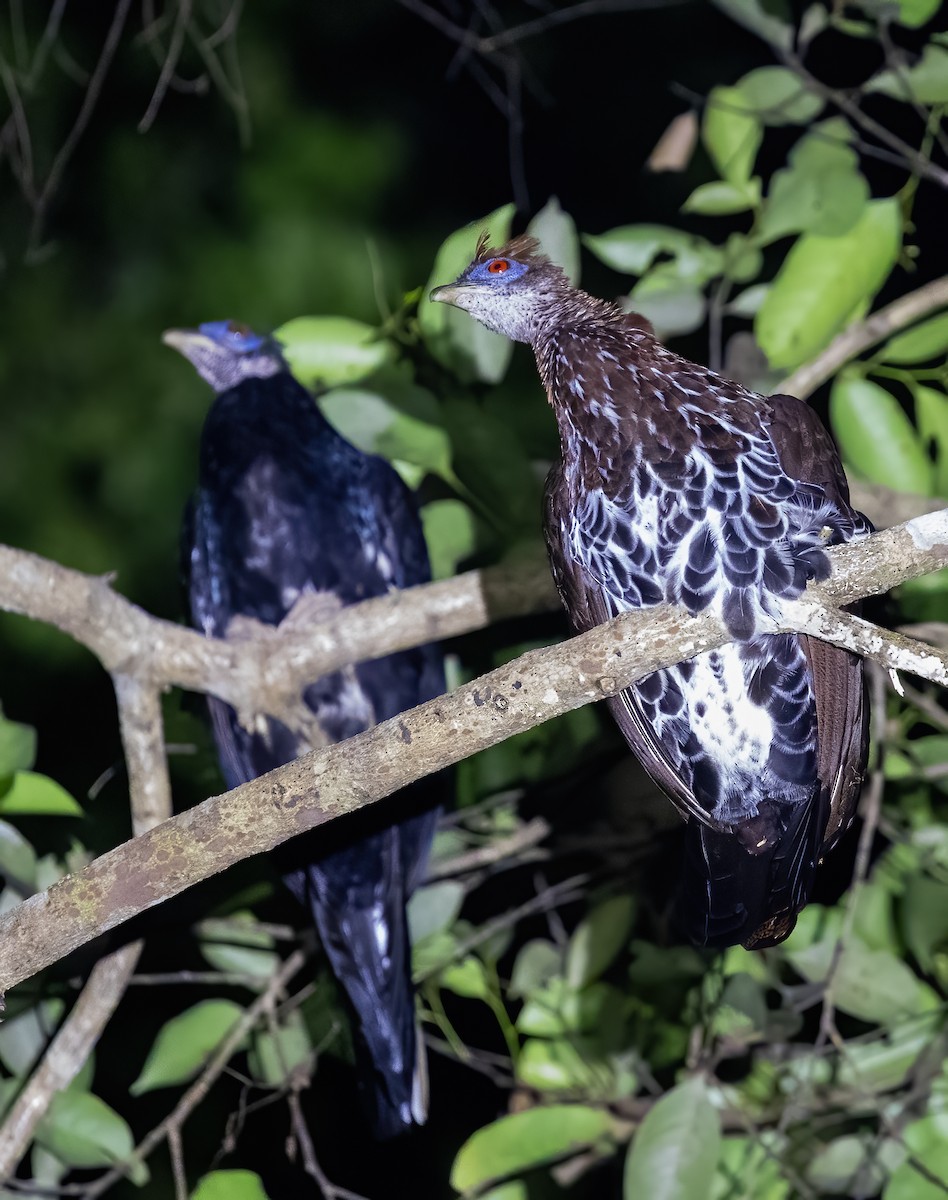 Malayan Crested Fireback - ML623991429