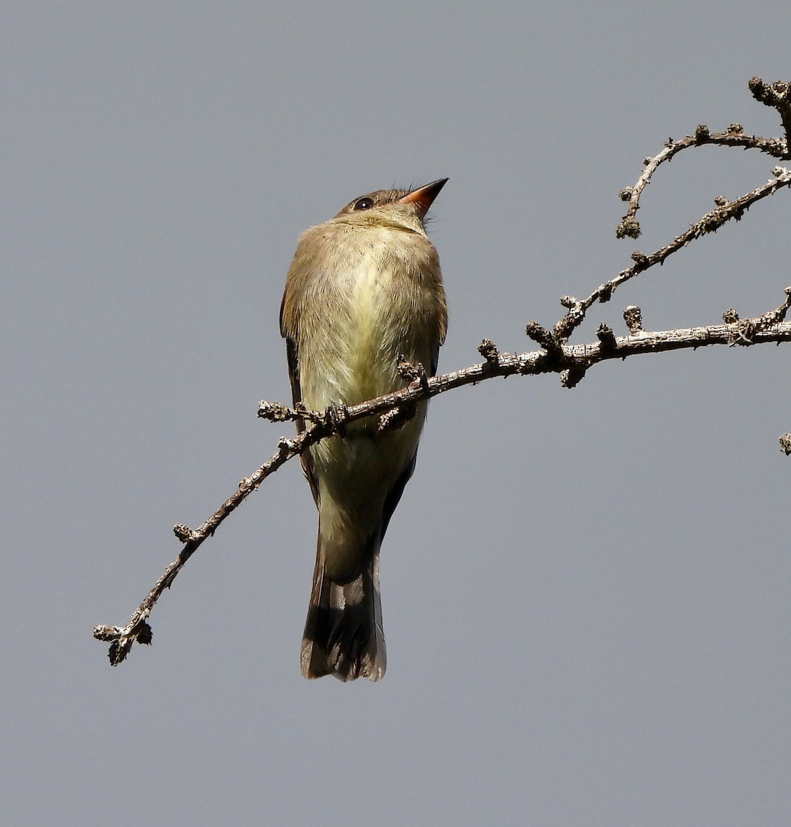 Western Wood-Pewee - ML623991433