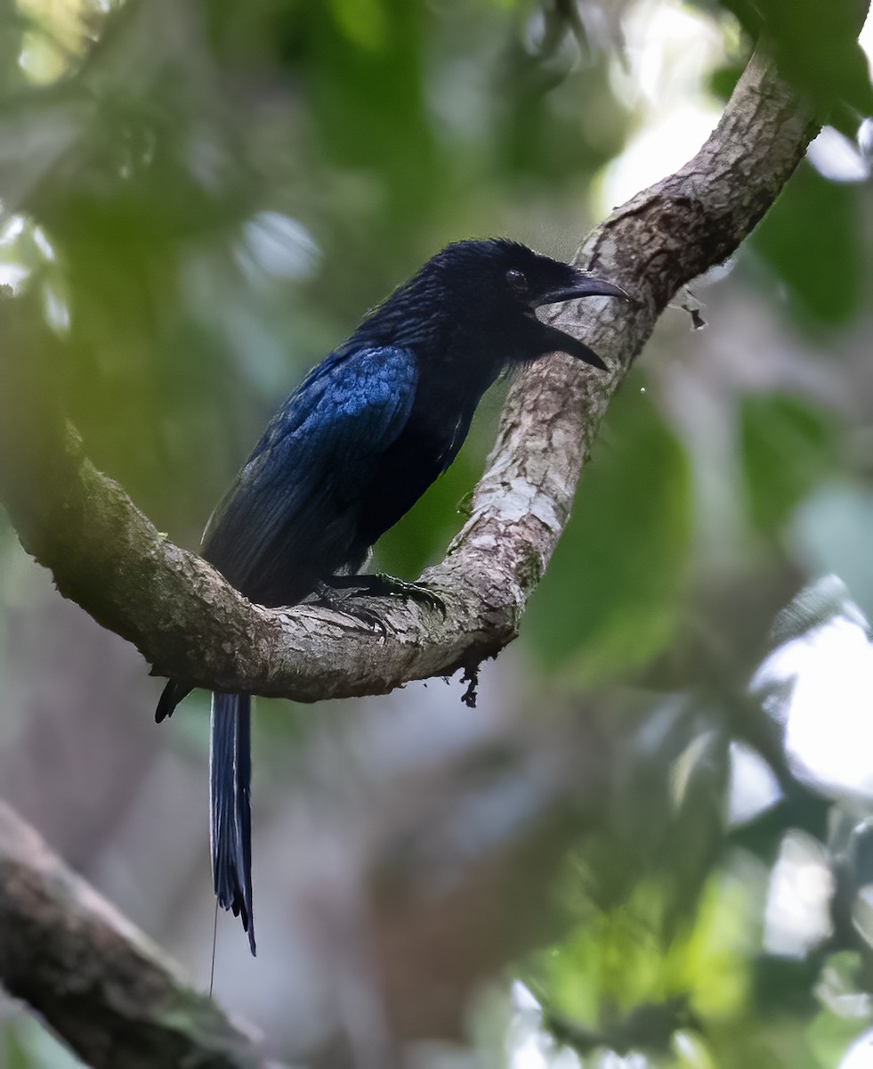 Greater Racket-tailed Drongo - ML623991450