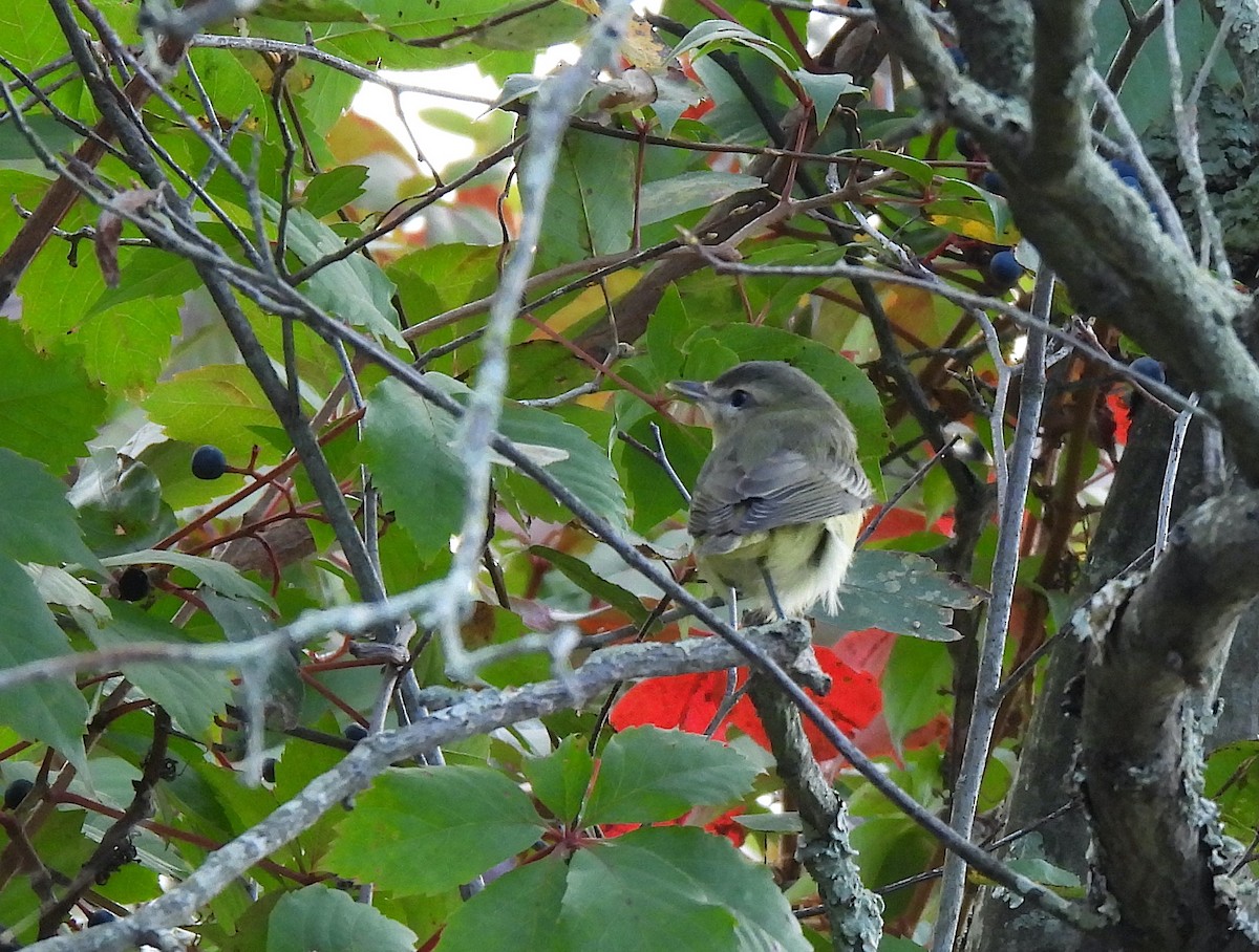 Philadelphia Vireo - ML623991454