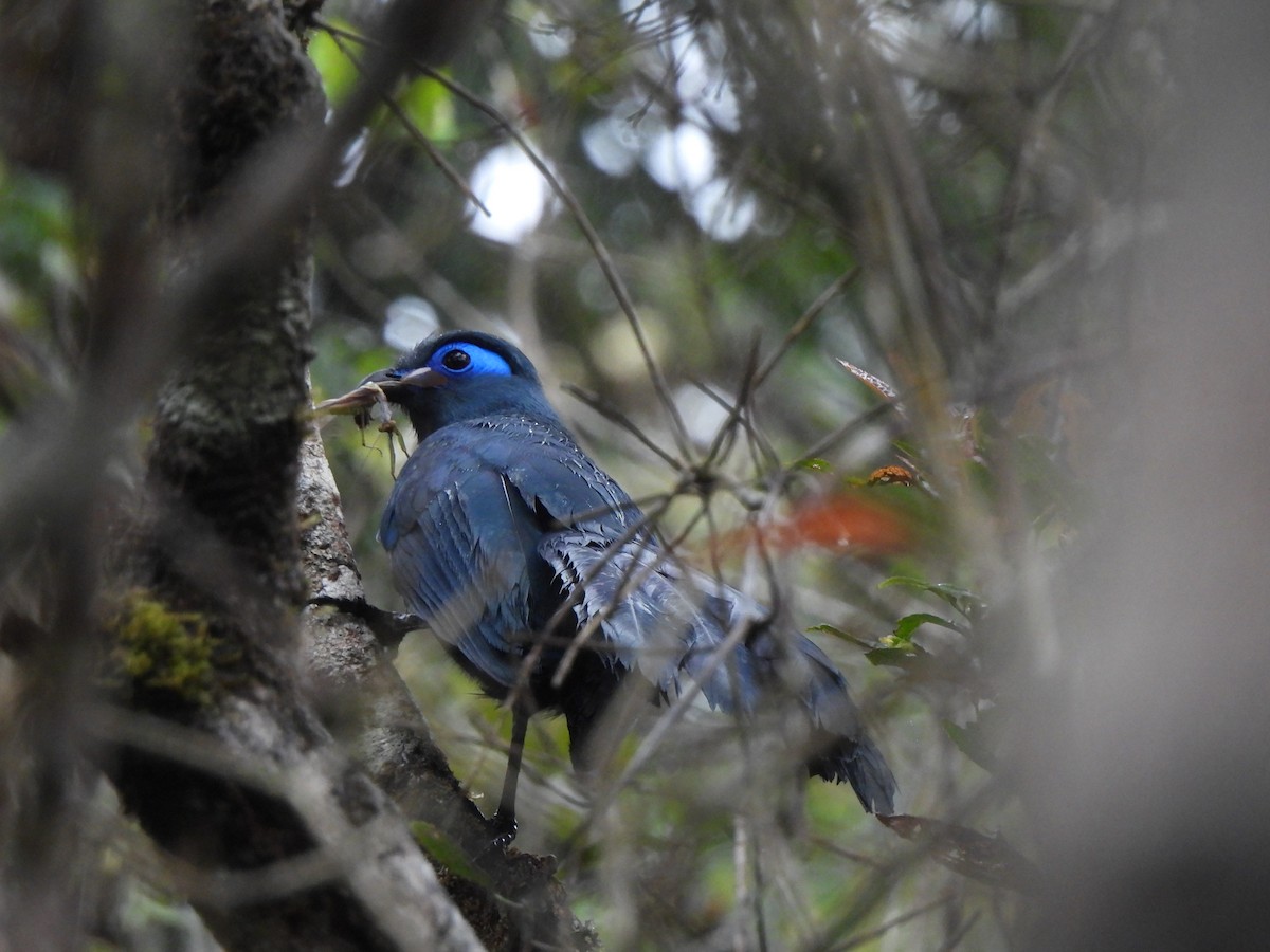 Blue Coua - ML623991475