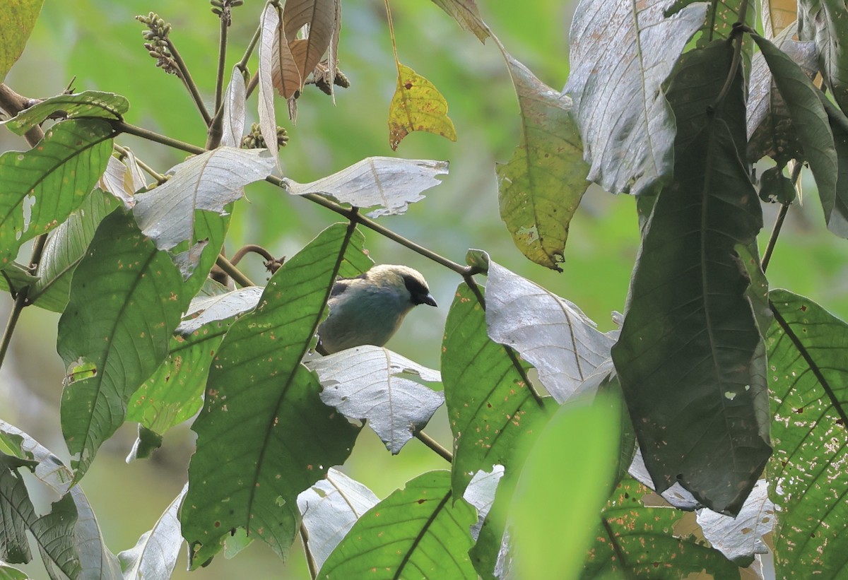 Metallic-green Tanager - ML623991494