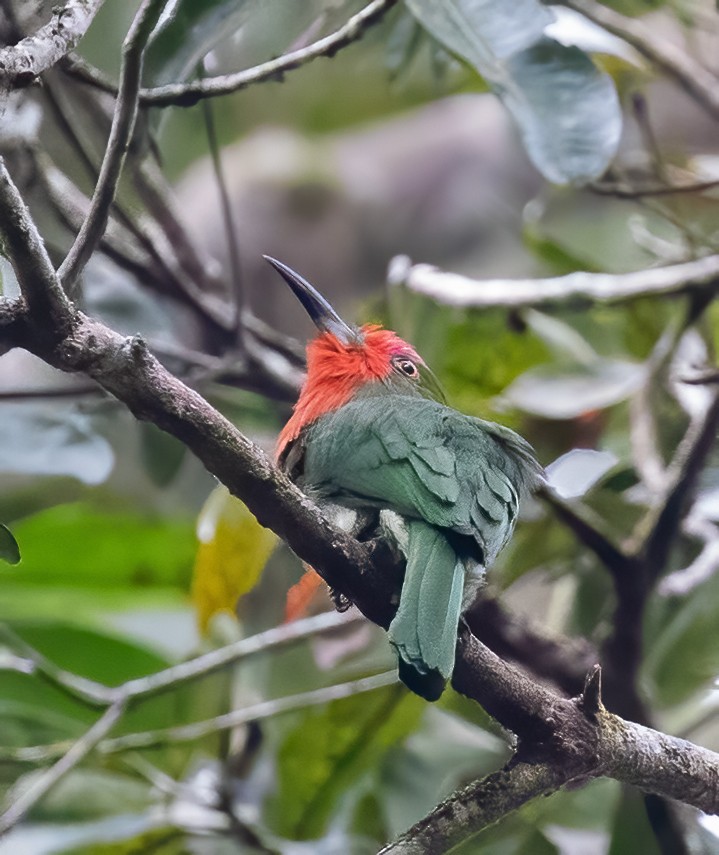 Red-bearded Bee-eater - ML623991496