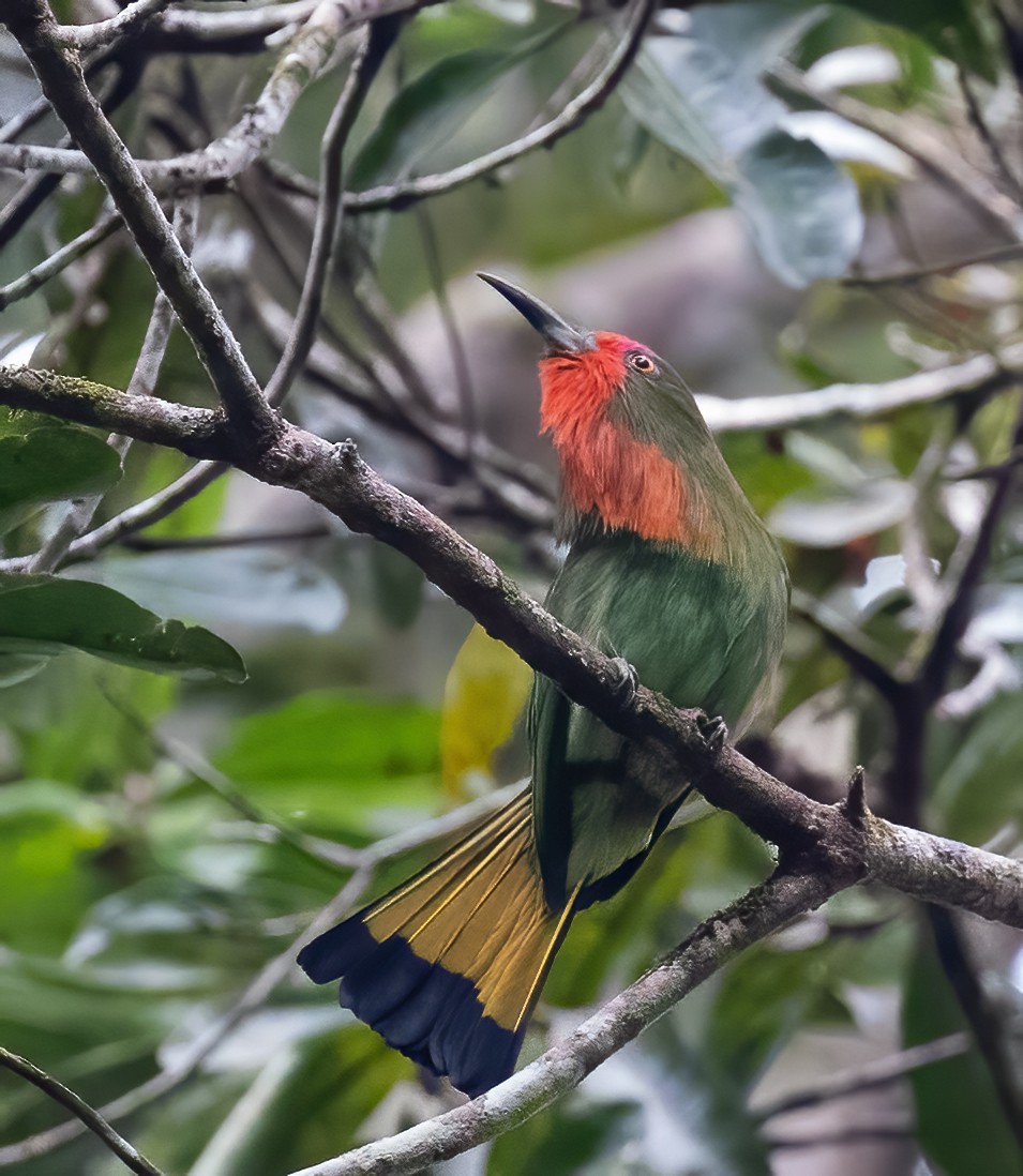 Red-bearded Bee-eater - ML623991497