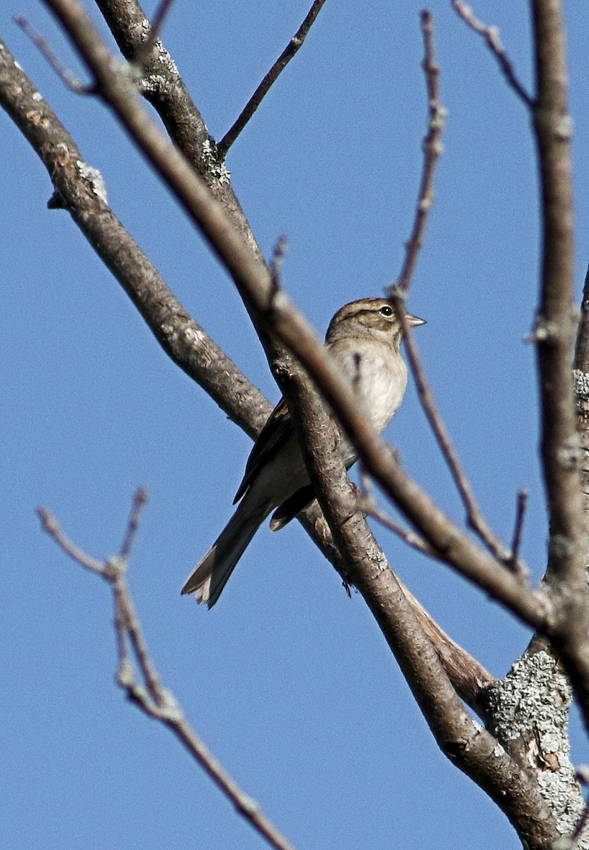 Chipping Sparrow - ML623991508