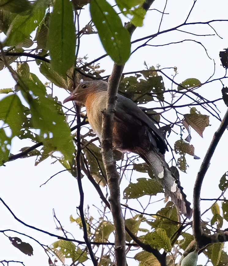 Red-billed Malkoha - ML623991518