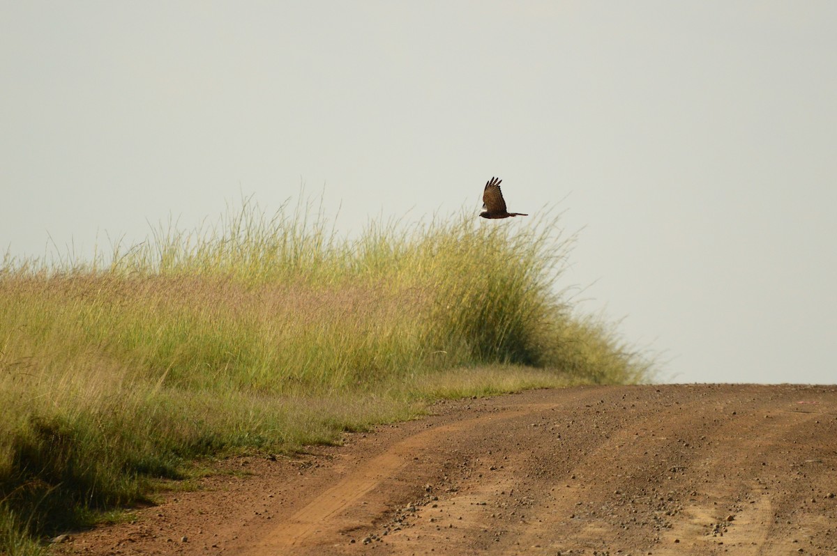 African Marsh Harrier - ML623991537