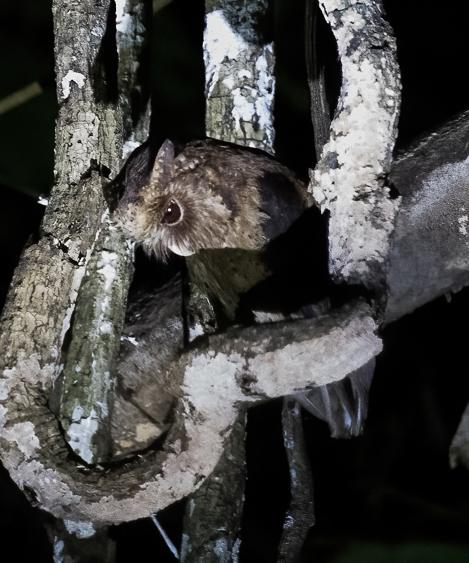 Reddish Scops-Owl - ML623991544