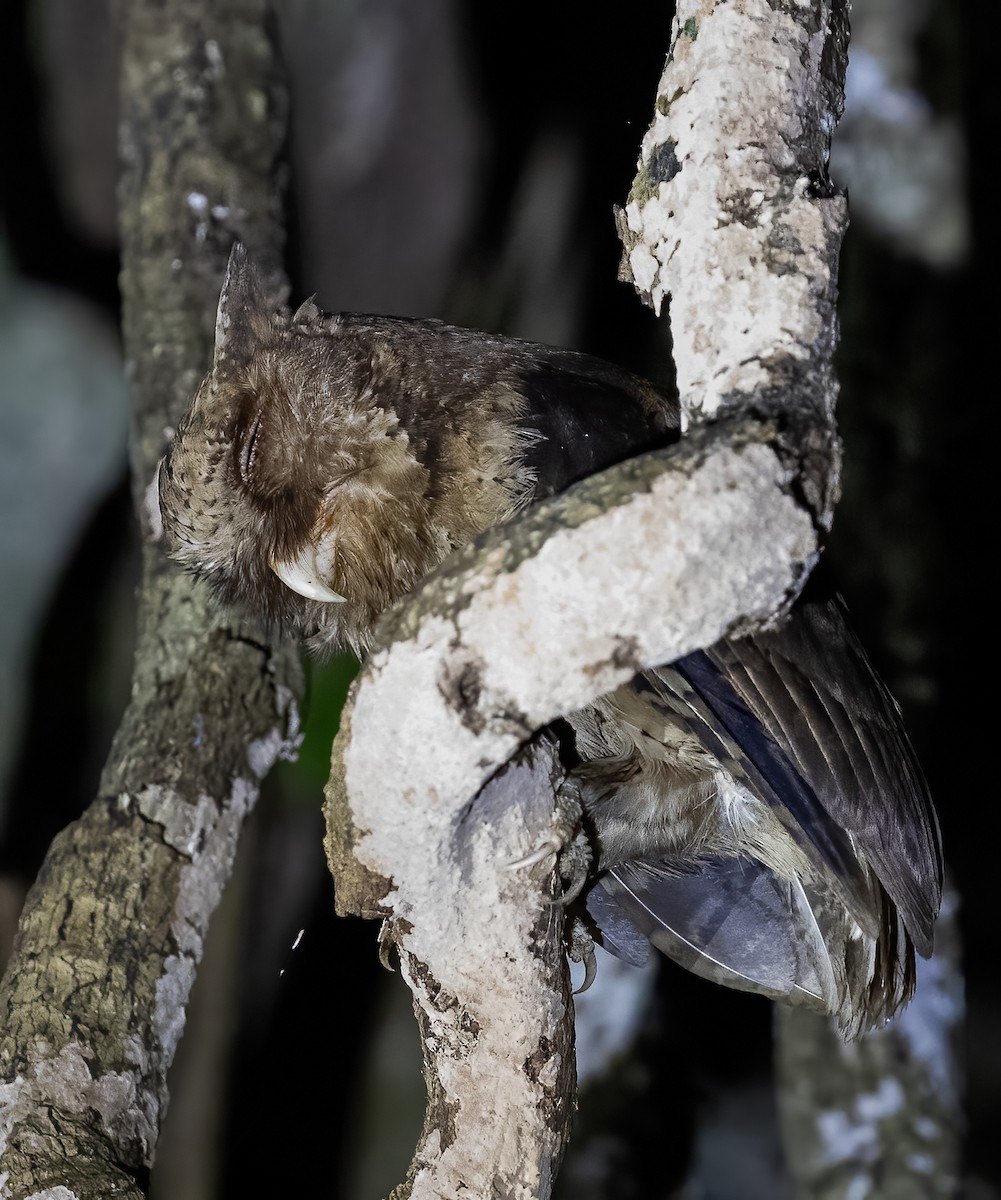 Reddish Scops-Owl - Peter Seubert