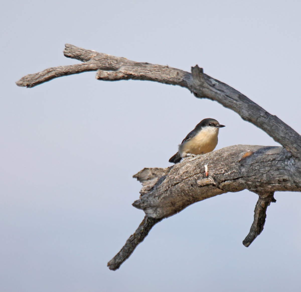 Pygmy Nuthatch - ML623991550