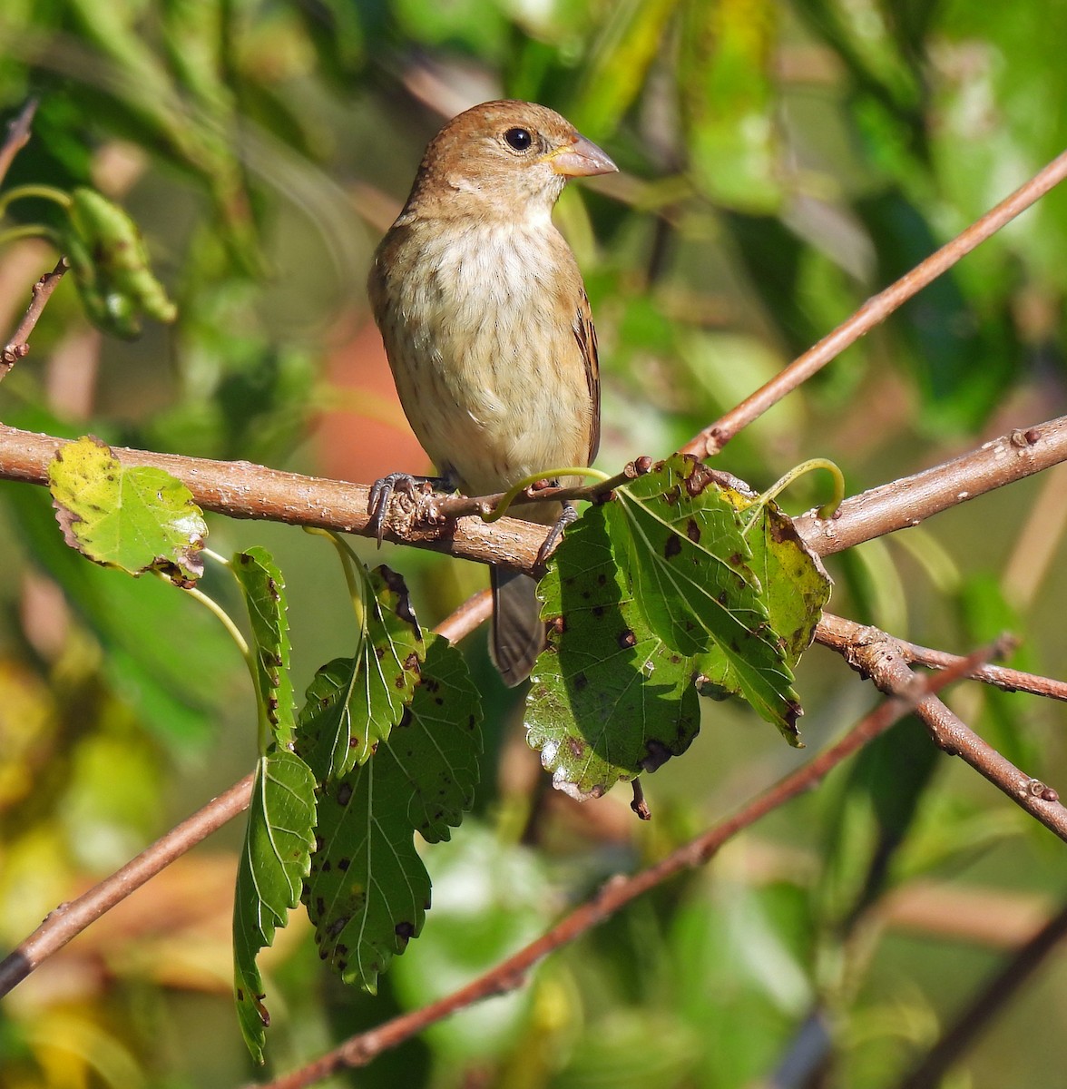 Indigo Bunting - ML623991557