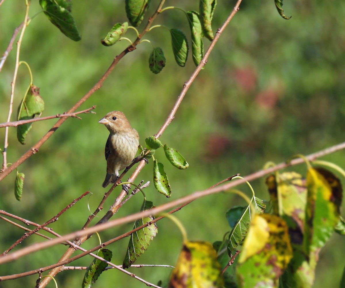 Indigo Bunting - Nicole H