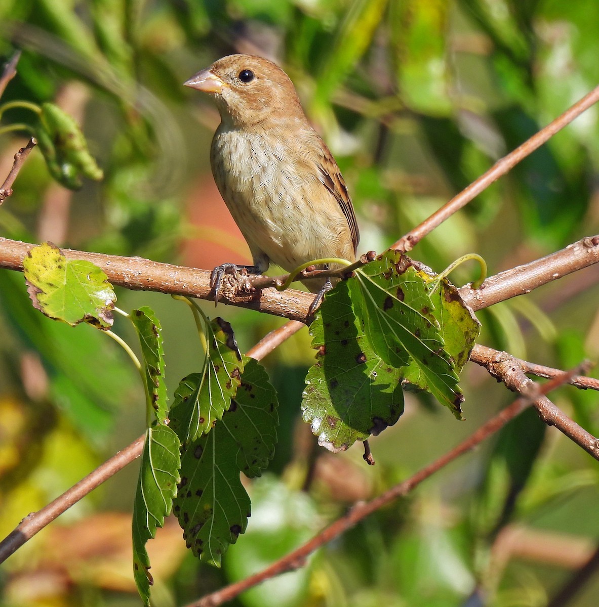 Indigo Bunting - ML623991559