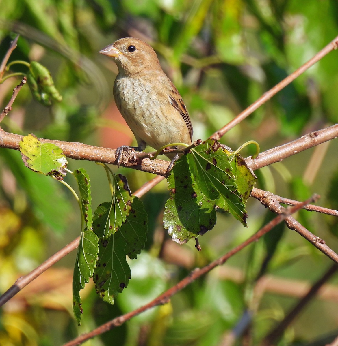 Indigo Bunting - ML623991560