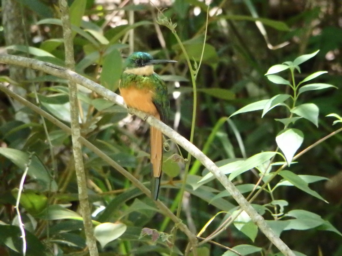 Rufous-tailed Jacamar - ML623991561