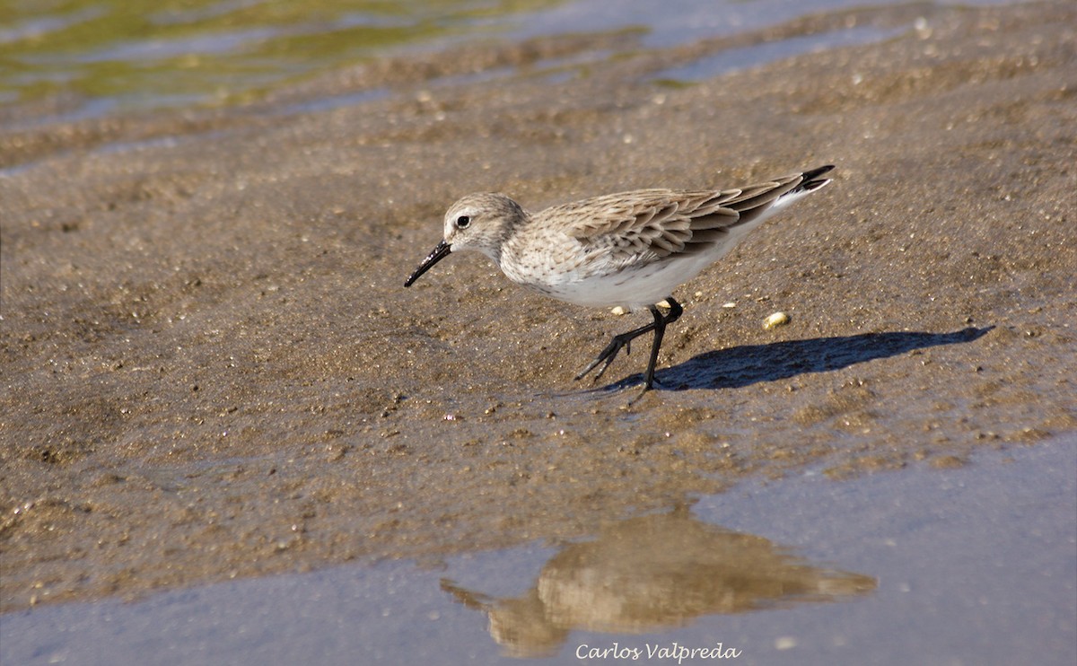 White-rumped Sandpiper - ML623991564