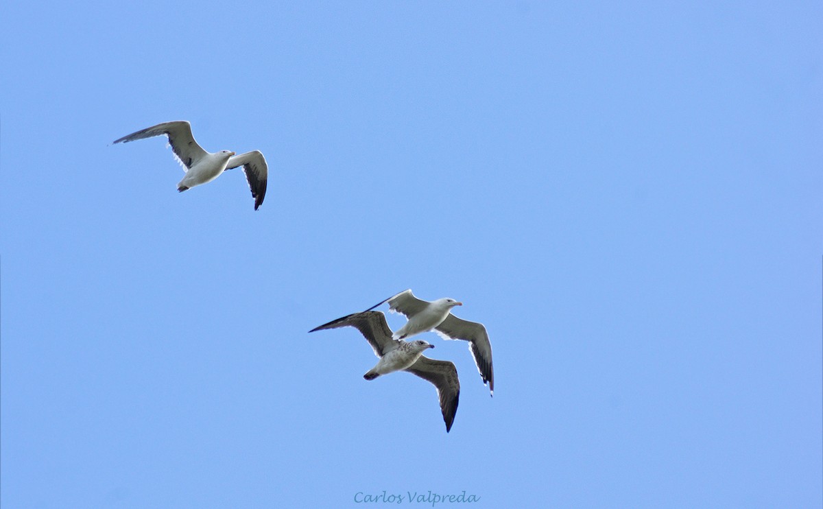 Kelp Gull - ML623991575