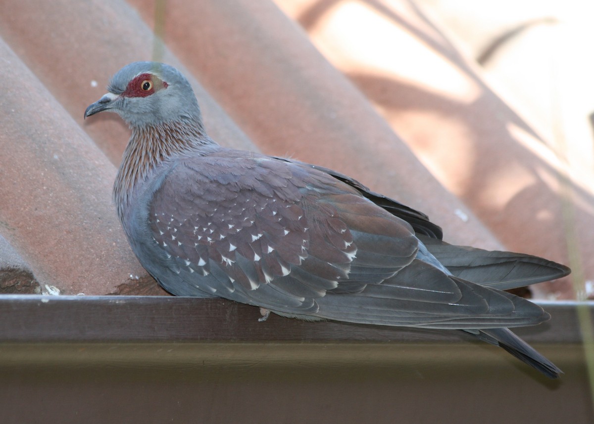 Speckled Pigeon - ML623991583