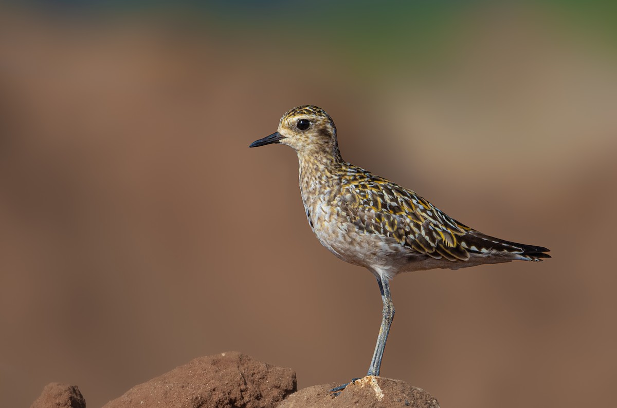 Pacific Golden-Plover - ML623991585