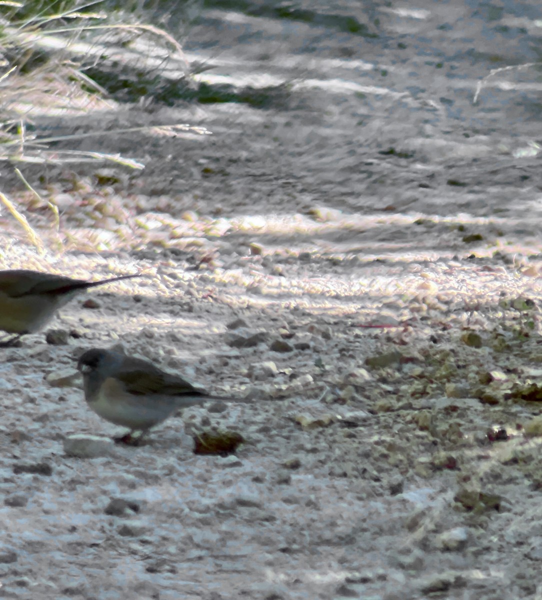 Dark-eyed Junco - ML623991586