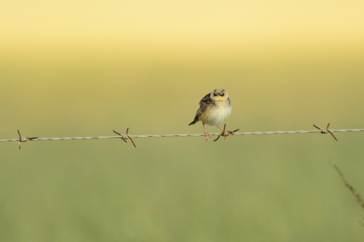 Pale-crowned Cisticola - ML623991587