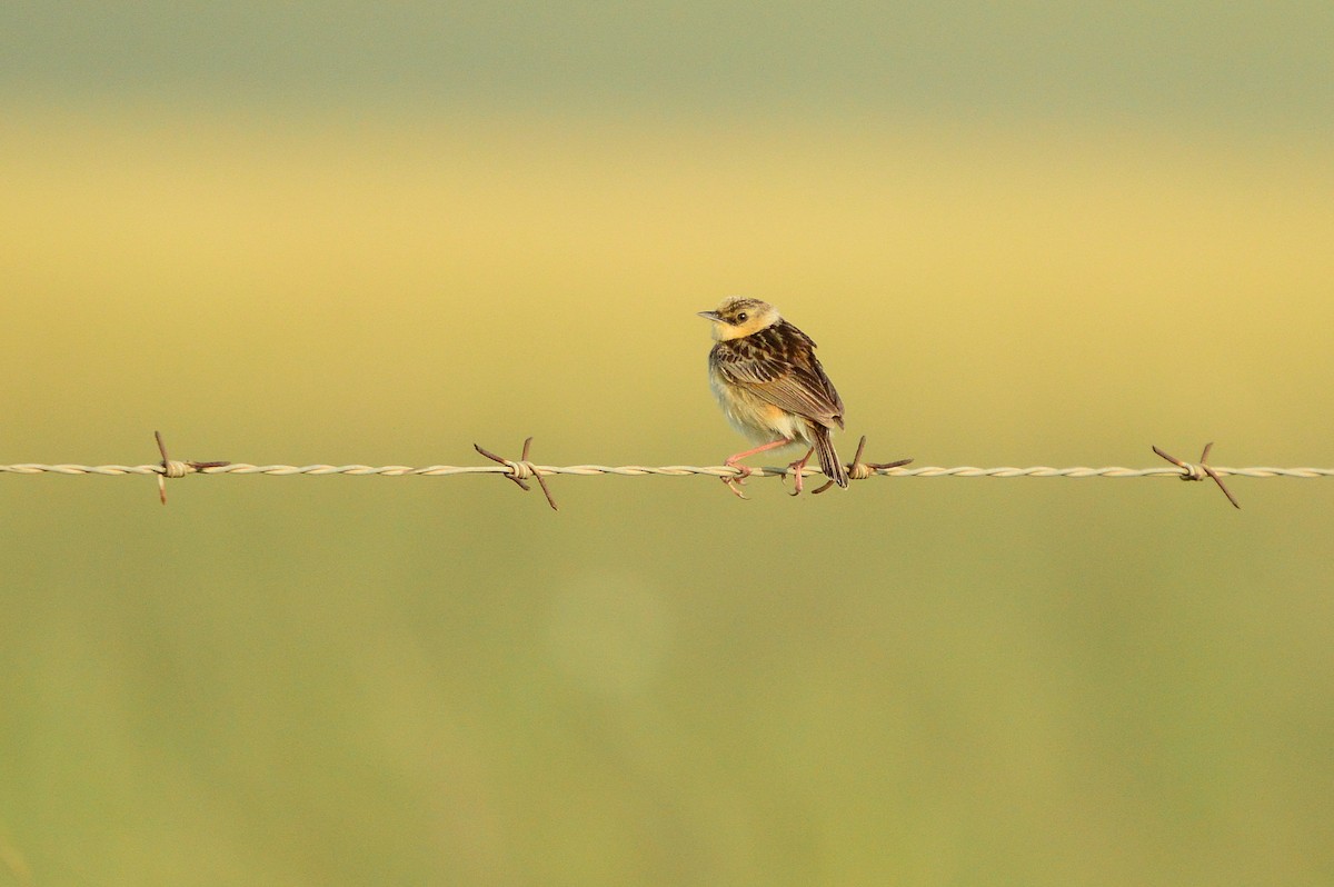 Pale-crowned Cisticola - ML623991588