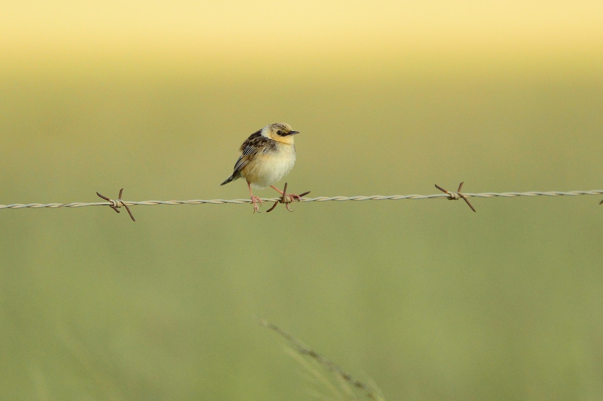 Pale-crowned Cisticola - ML623991589