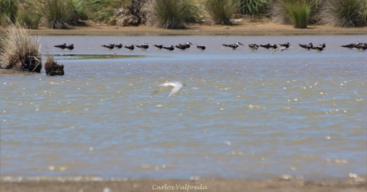 Black Skimmer - ML623991590