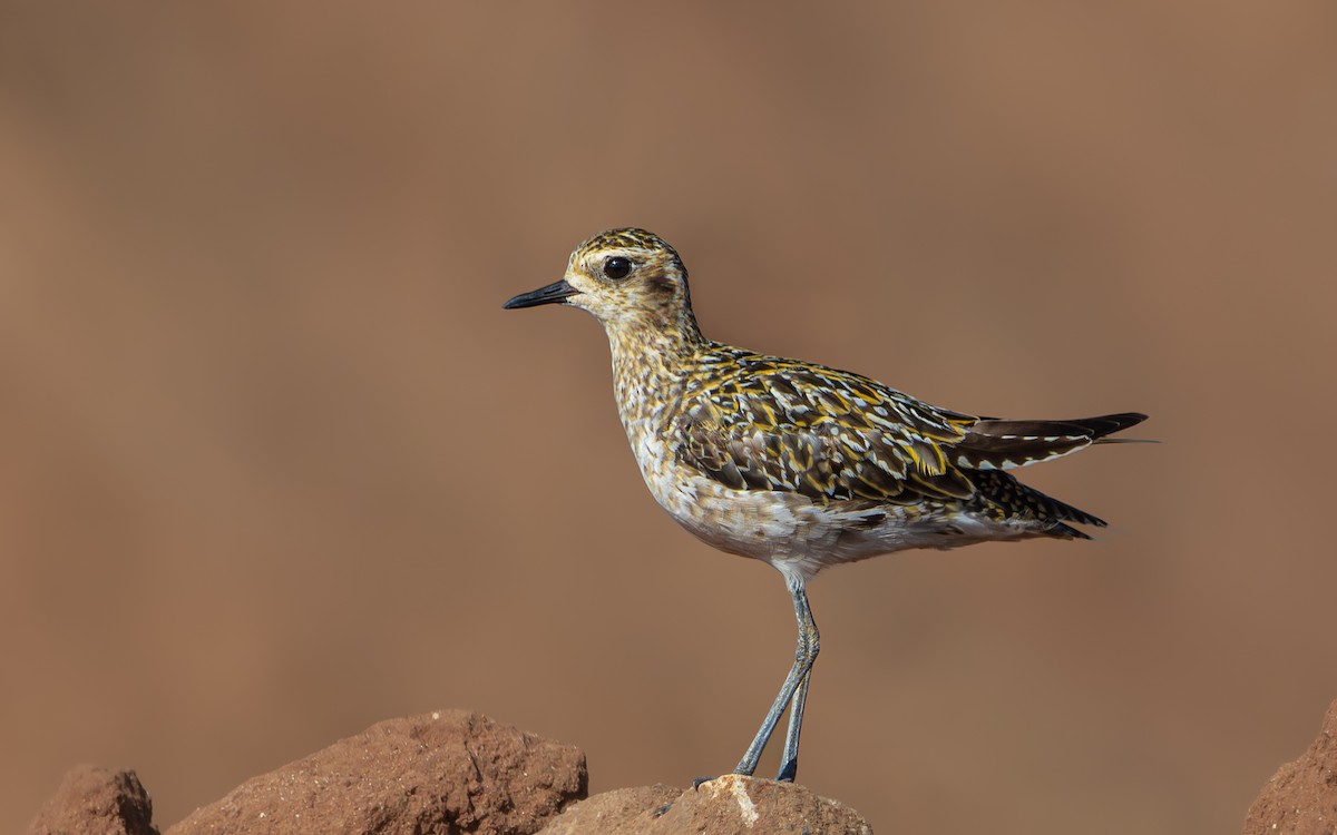 Pacific Golden-Plover - ML623991595