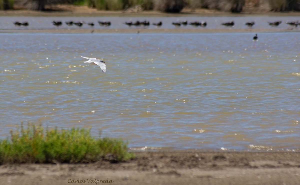 Snowy-crowned Tern - ML623991597