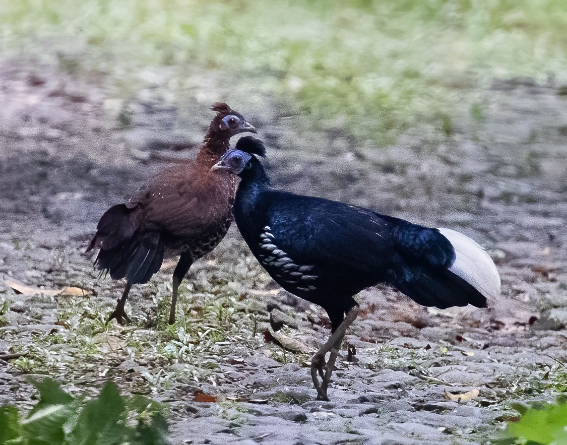 Malayan Crested Fireback - ML623991600