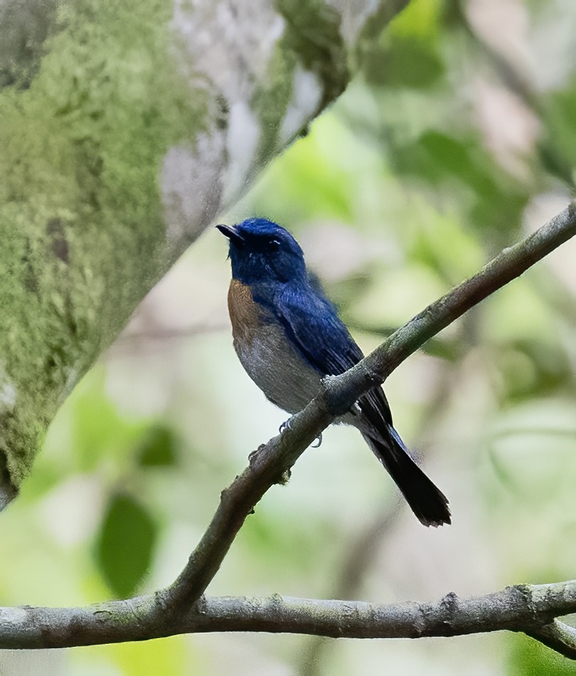 Malaysian Blue Flycatcher - ML623991613