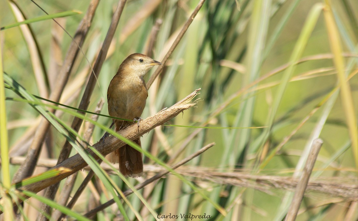 Freckle-breasted Thornbird - ML623991622