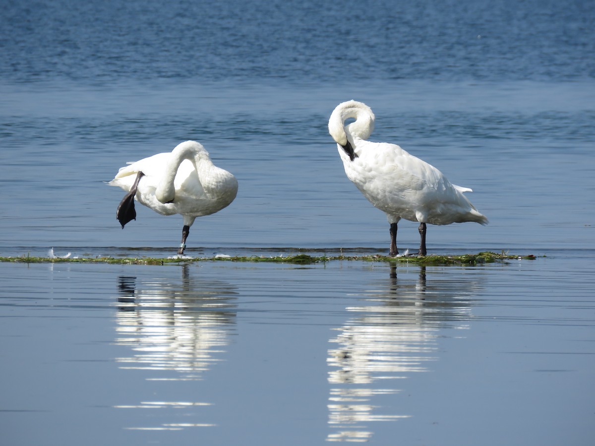 Trumpeter Swan - Cynthia Lamb