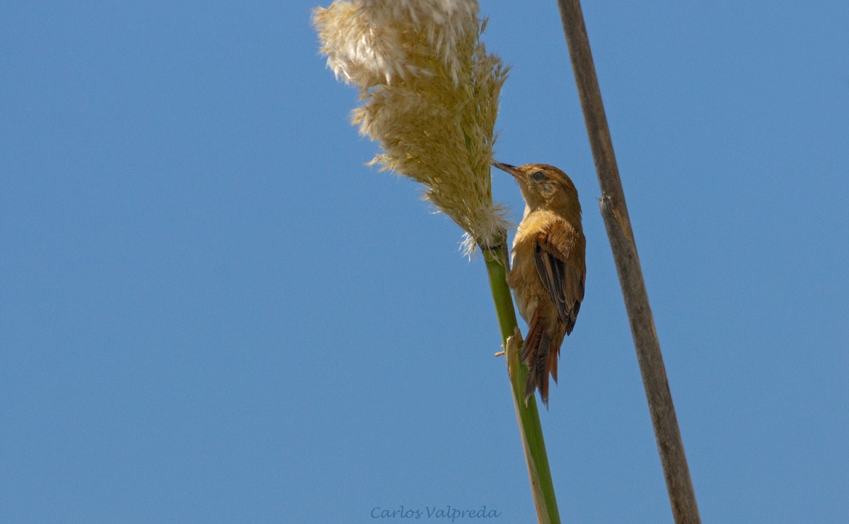 Sulphur-bearded Reedhaunter - ML623991653