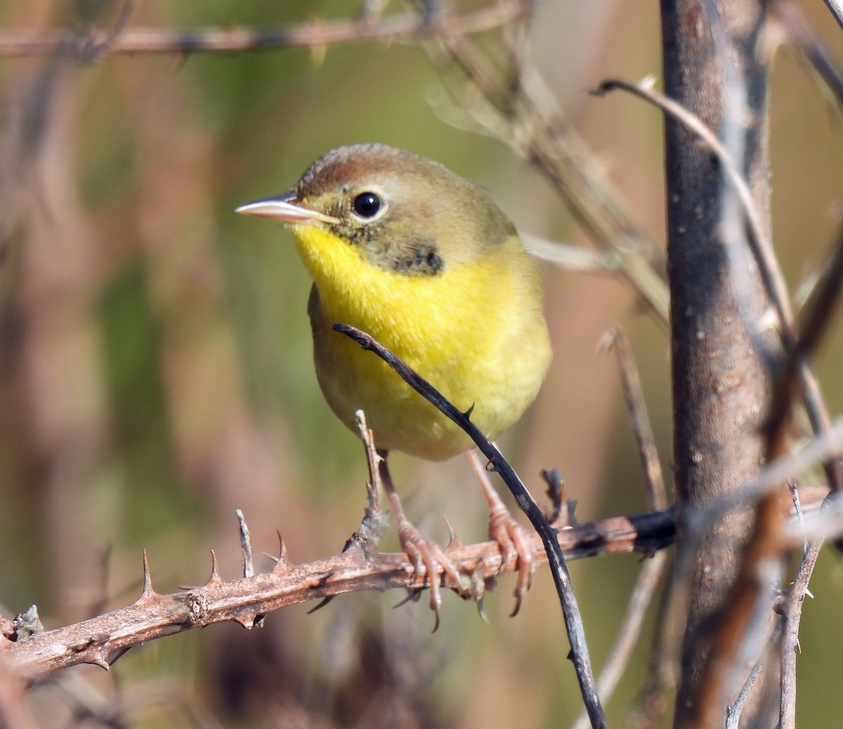 Common Yellowthroat - ML623991663