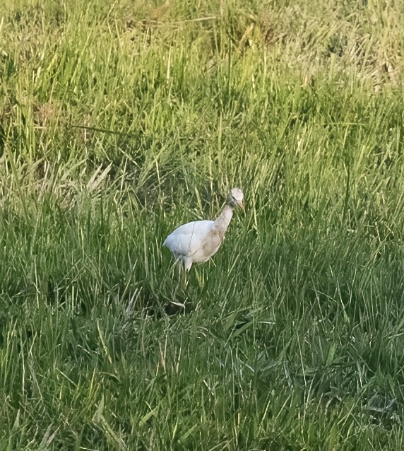 Eastern Cattle Egret - ML623991666