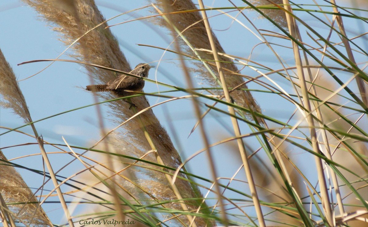 House Wren - ML623991676