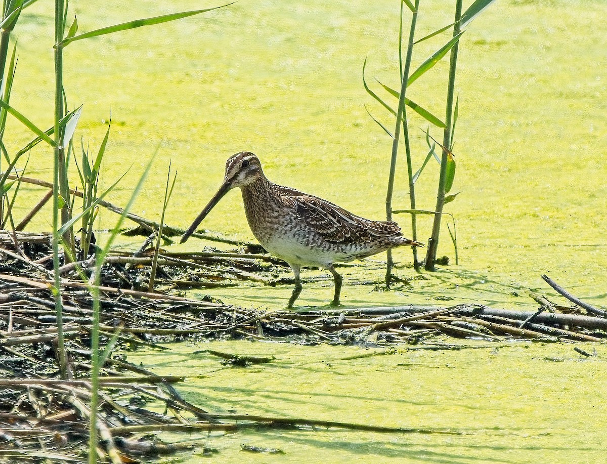 Common Snipe - David Higgins