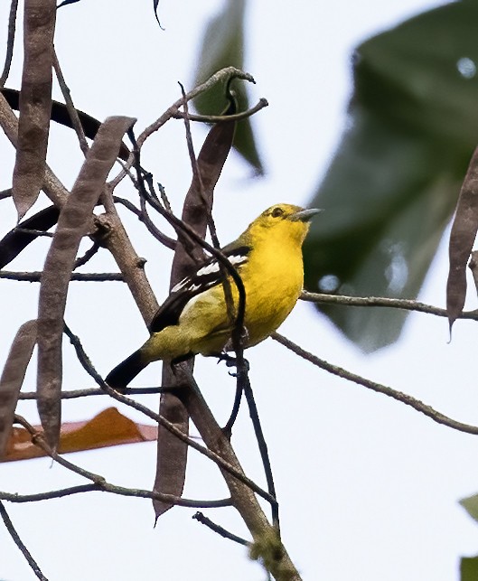 Common Iora - ML623991684